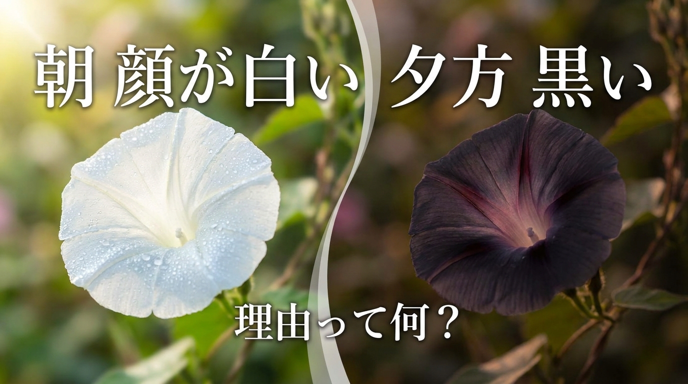 朝 顔が白い 夕方 黒い 理由って何?