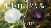 朝 顔が白い 夕方 黒い 理由って何？