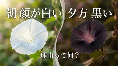 朝 顔が白い 夕方 黒い 理由って何？
